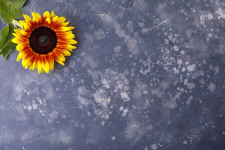 Beautiful, yellow sunflower on a black background, top view, close-up. An interesting, unusual and creative look. Flat lay.の写真素材