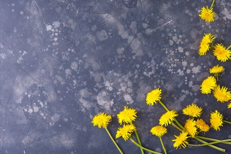 Beautiful, yellow dandelions on a black background, top view, close-up. An interesting, unusual and creative look. Flat lay.の写真素材