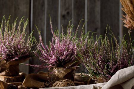 Forest heather close up. Still life on a wooden background. Beautiful blooming heather.の写真素材