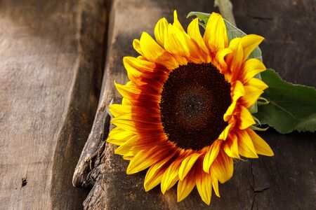 Beautiful natural bright sunflower on wooden background. Close-up.の写真素材