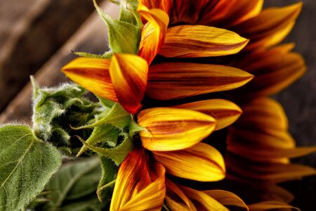 Beautiful natural bright sunflower on wooden background. Close-up.の写真素材