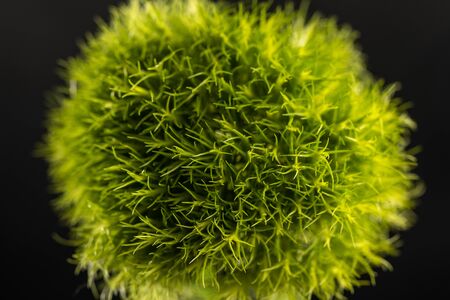 Dianthus barbatus. Turkish carnations - macro photo. Close-up.Flower on a black background.の写真素材