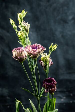 Flower on a black background. Rosanne Black Pearl. Close-up.の写真素材