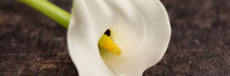 Beautiful white calla lily flower on old wood background. Close-up. Refined and elegant stalk. Zantedeschia.の写真素材