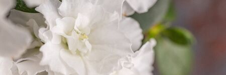 Azalea. Rhododendron. Blooming white azalea bush of a textured background. View from above. Banner.の写真素材