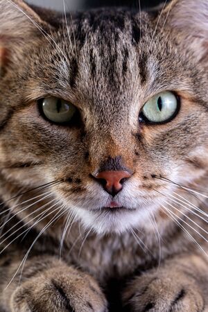 Portrait of shorthair grey cat with big wide face on Isolated Black background, front view.