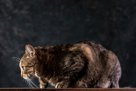 Shorthair gray cat with a big wide face on a black isolated background. A big cat. Close-up.の写真素材