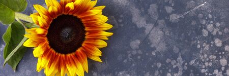 Beautiful, yellow sunflower on a black background, top view, close-up. An interesting, unusual and...