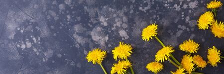 Beautiful, yellow dandelions on a black background, top view, close-up. An interesting, unusual and creative look. Flat lay.の写真素材