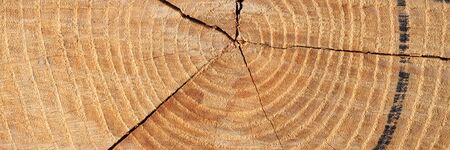 Wood texture background surface with old natural pattern. Texture of wood background close up. Top...