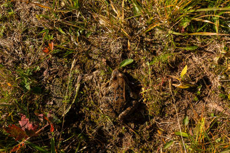 Summer, rays of the sun and a frog merging with the earth.の写真素材