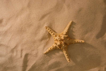 Beach background with starfish. The concept of rest. View from above. Flat lay.Top view.の写真素材