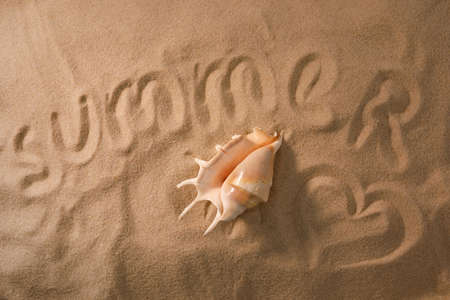 Beach background with sea shell. The concept of rest. View from above. Flat lay. Top view.