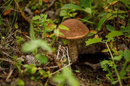 An edible mushroom in its natural environment. A mushroom in the forest surrounded by forest plants.の写真素材