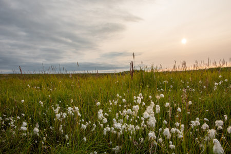 Endless fields, with wild grasses blossoming under the summer cloudy sky. Russia. Polar Urals.の写真素材