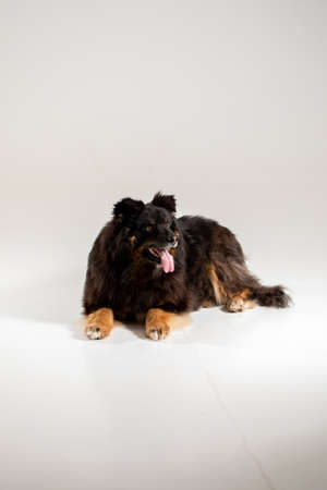 Dog isolated on white background. A beautiful dog of unknown breed. Individuality.の写真素材
