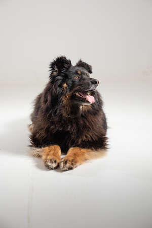 Dog isolated on white background. A beautiful dog of unknown breed. Individuality.の写真素材
