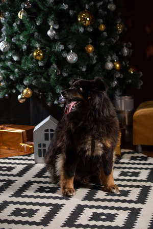 The dog is posing in a Christmas setting. A beautiful dog of unknown breed. Individuality. New Year's atmosphere.の写真素材