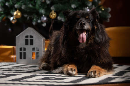 The dog is posing in a Christmas setting. A beautiful dog of unknown breed. Individuality. New Year's atmosphere.の写真素材