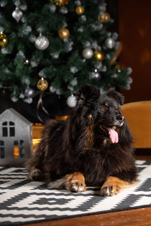 The dog is posing in a Christmas setting. A beautiful dog of unknown breed. Individuality. New Year's atmosphere.の写真素材