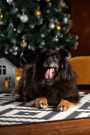 The dog is posing in a Christmas setting. A beautiful dog of unknown breed. Individuality. New Year's atmosphere.の写真素材