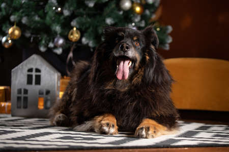 The dog is posing in a Christmas setting. A beautiful dog of unknown breed. Individuality. New Year's atmosphere.の写真素材