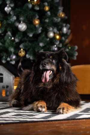 The dog is posing in a Christmas setting. A beautiful dog of unknown breed. Individuality. New Year's atmosphere.の写真素材