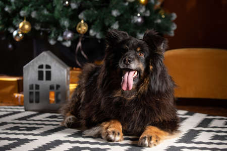 The dog is posing in a Christmas setting. A beautiful dog of unknown breed. Individuality. New Year's atmosphere.の写真素材