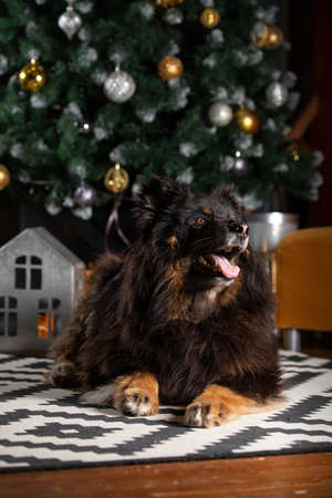 The dog is posing in a Christmas setting. A beautiful dog of unknown breed. Individuality. New Year's atmosphere.の写真素材