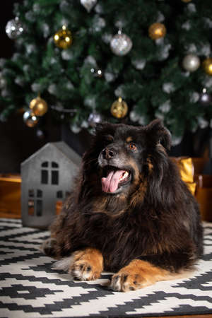 The dog is posing in a Christmas setting. A beautiful dog of unknown breed. Individuality. New Year's atmosphere.の写真素材