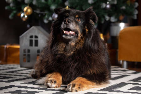 The dog is posing in a Christmas setting. A beautiful dog of unknown breed. Individuality. New Year's atmosphere.の写真素材