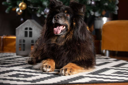 The dog is posing in a Christmas setting. A beautiful dog of unknown breed. Individuality. New Year's atmosphere.の写真素材