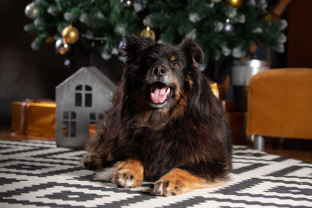 The dog is posing in a Christmas setting. A beautiful dog of unknown breed. Individuality. New Year's atmosphere.の写真素材