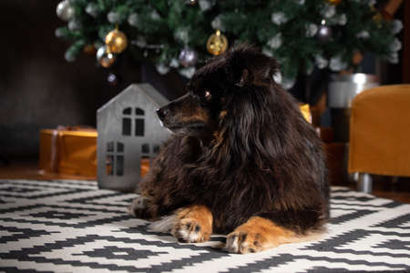 The dog is posing in a Christmas setting. A beautiful dog of unknown breed. Individuality. New Year's atmosphere.の写真素材