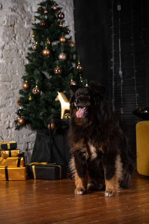 The dog is posing in a Christmas setting. A beautiful dog of unknown breed. Individuality. New Year's atmosphere.の写真素材