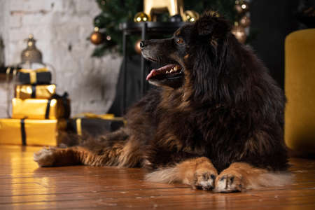 The dog is posing in a Christmas setting. A beautiful dog of unknown breed. Individuality. New Year's atmosphere.の写真素材