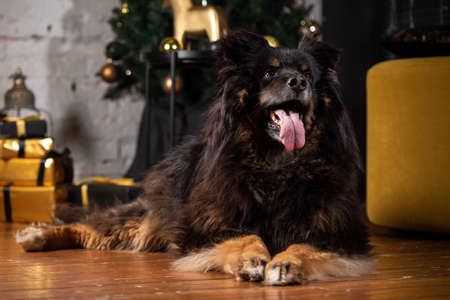 The dog is posing in a Christmas setting. A beautiful dog of unknown breed. Individuality. New Year's atmosphere.の写真素材