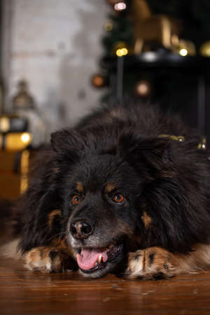 The dog is posing in a Christmas setting. A beautiful dog of unknown breed. Individuality. New Year's atmosphere.の写真素材