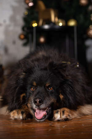 The dog is posing in a Christmas setting. A beautiful dog of unknown breed. Individuality. New Year's atmosphere.の写真素材