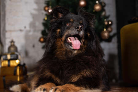 The dog is posing in a Christmas setting. A beautiful dog of unknown breed. Individuality. New Year's atmosphere.の写真素材