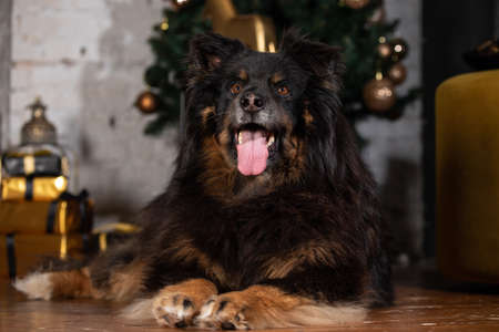 The dog is posing in a Christmas setting. A beautiful dog of unknown breed. Individuality. New Year's atmosphere.の写真素材