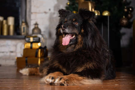 The dog is posing in a Christmas setting. A beautiful dog of unknown breed. Individuality. New Year's atmosphere.の写真素材