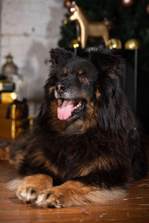 The dog is posing in a Christmas setting. A beautiful dog of unknown breed. Individuality. New Year's atmosphere.の写真素材