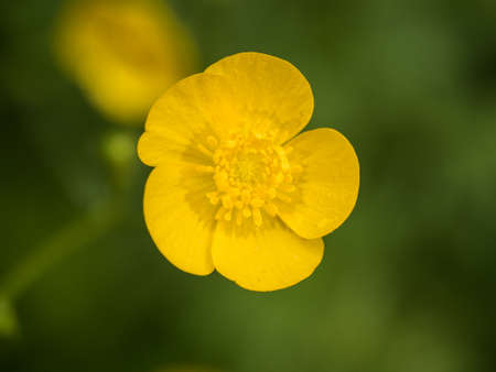 Yellow Ranunculus acris on the green backgroundの写真素材