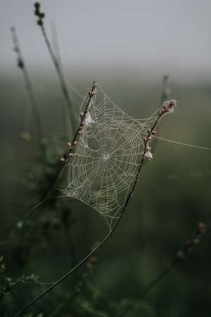 Morning dew on the webの写真素材