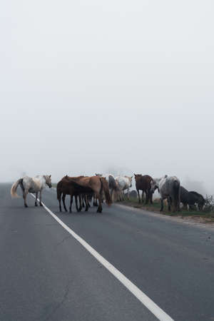 Horses in the fog in natureの写真素材