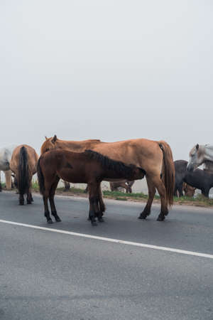 Horses in the fog in natureの写真素材