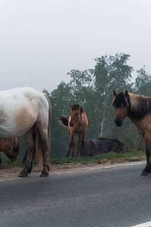 Horses in the fog in natureの写真素材