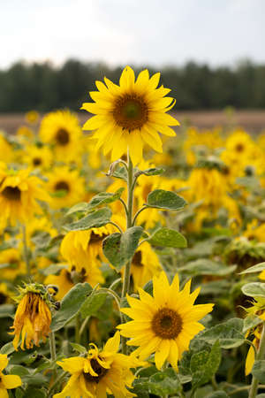 field of yellow sunflowersの写真素材