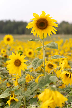 field of yellow sunflowersの写真素材